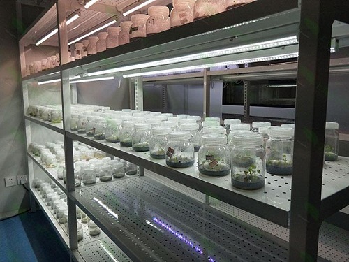 芮城植物组织培养实验室设计建设方案